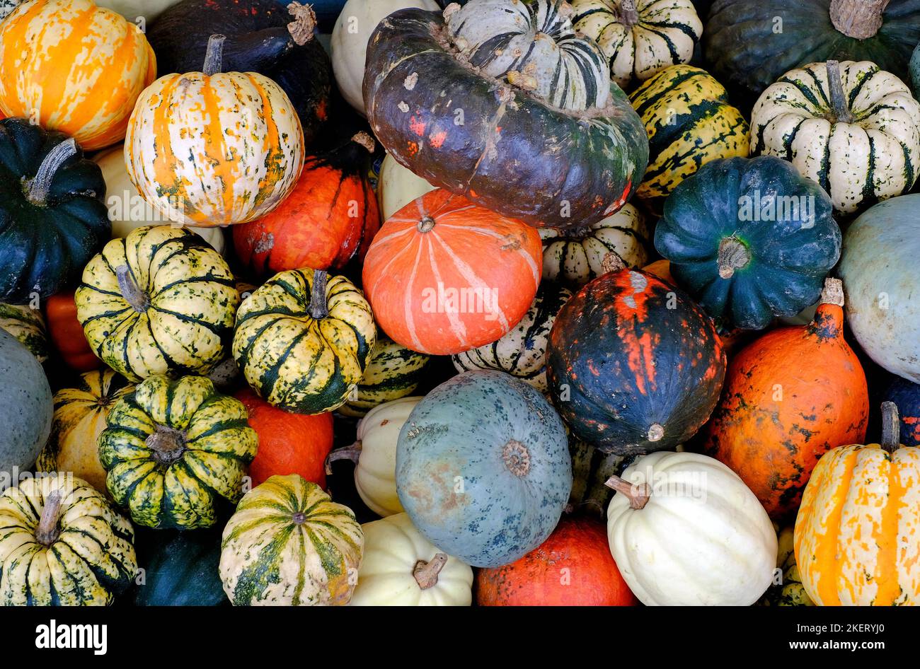 selection of colourful gourds Stock Photo