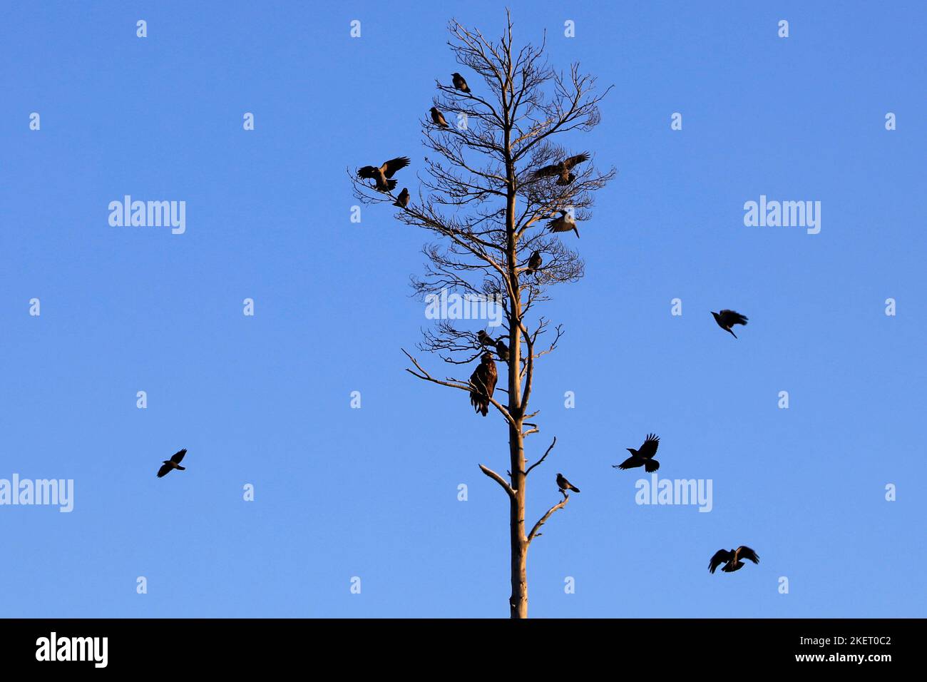 Golden eagle, Aquila chrysaetos, perched on a snag or dead tree. Hooded crows, corvus cornix are trying to crowd out the large bird. Finland, 2022. Stock Photo
