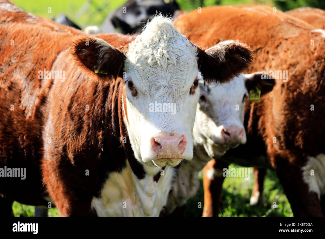 Hereford cow face hi-res stock photography and images - Alamy