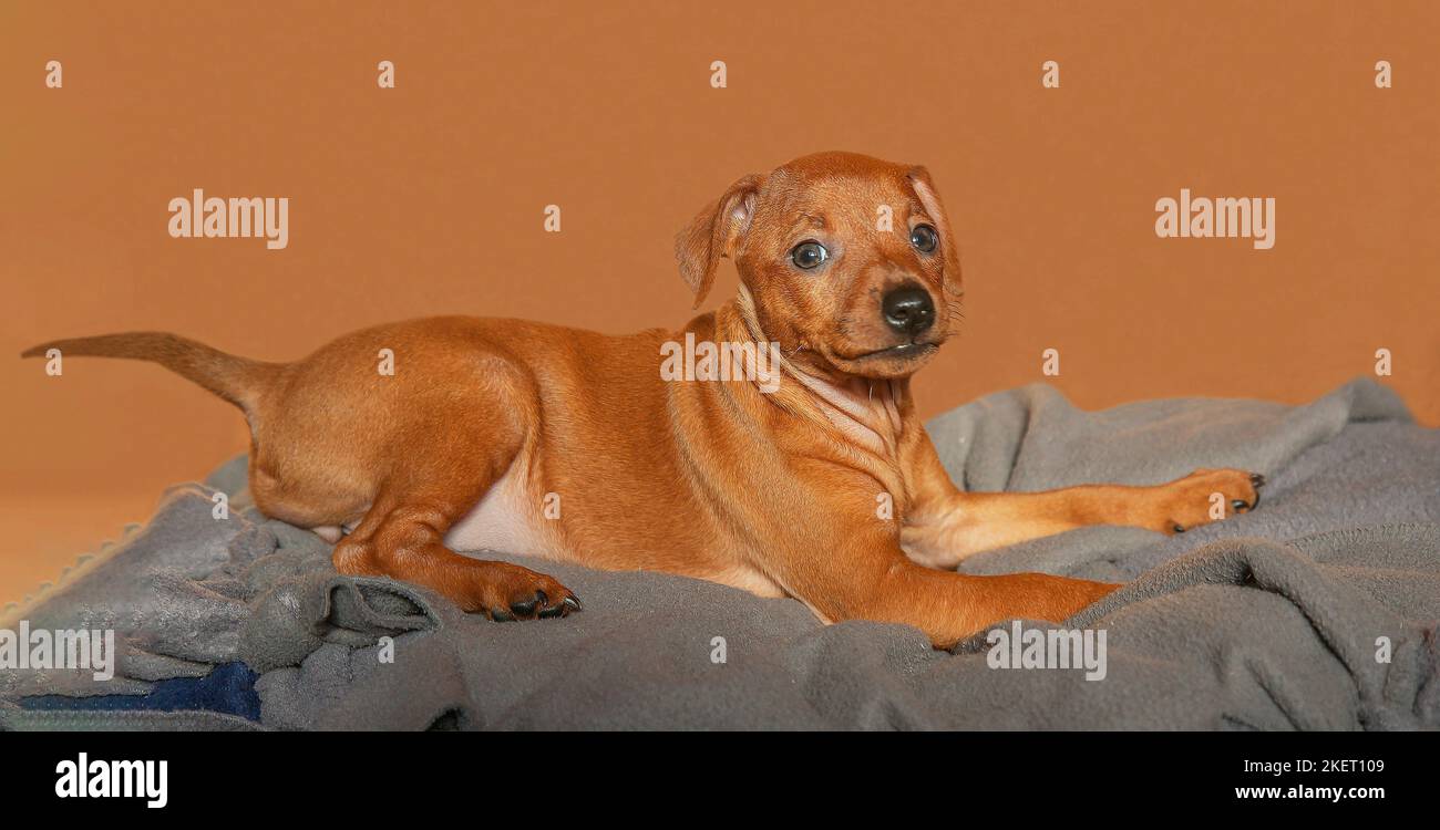 A brown puppy is lying on a couch on a brown background. A smooth-haired puppy looks into the camera. Little dog posing, photo studio. Mini pinscher. Stock Photo