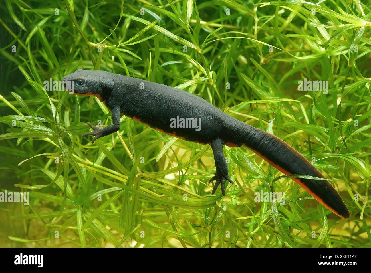 Closeup on an aquatic adult female Chinese fire-bellied newt, Cynops orientalis , underwater Stock Photo