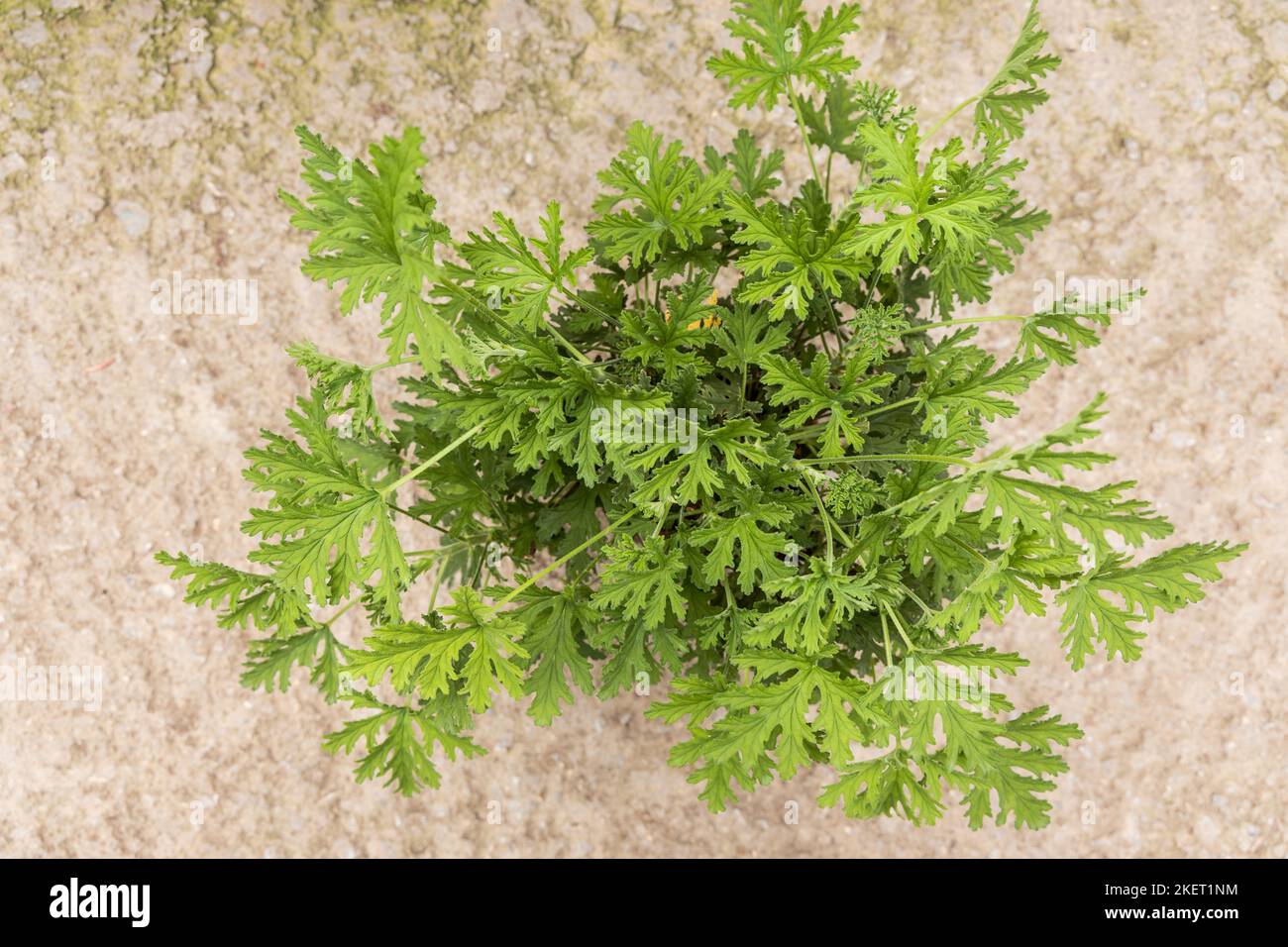 Overhead view of citronella grass, a species of perennial aromatic plant. Stock Photo