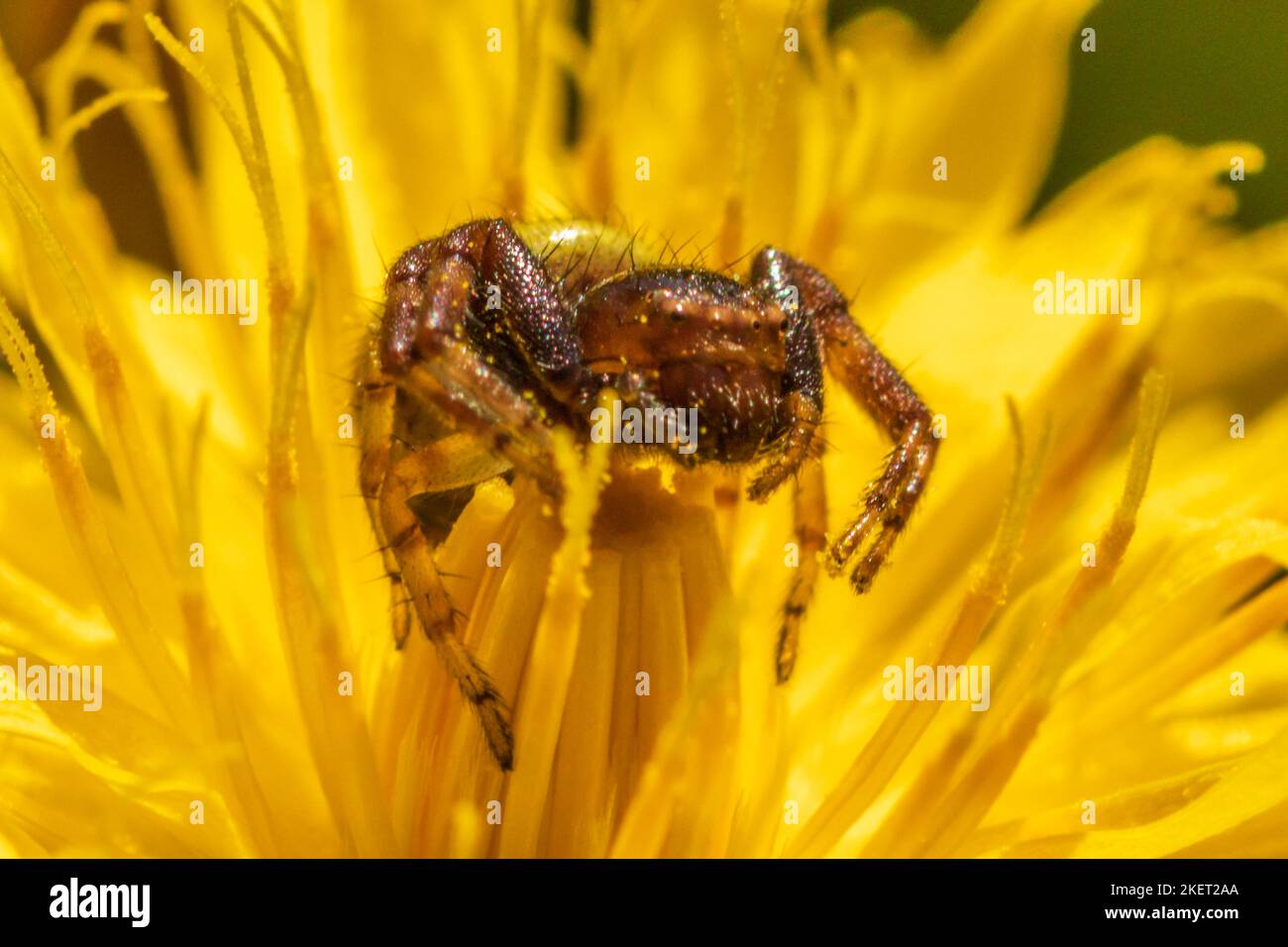 Synema pelargonium hires stock photography and images Alamy