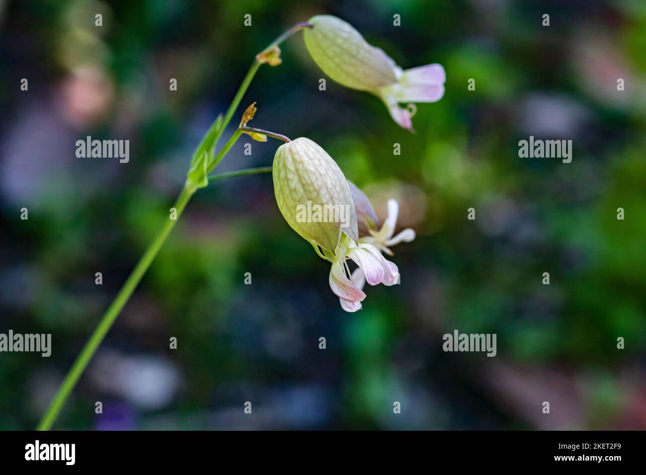 Silene vulgaris, Bladder Campion Flower with copy space and a Natural background in landscape mode Stock Photo