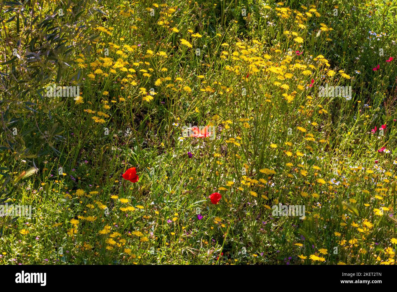 Wild Flowers Growing in the Andalusian Countryside Stock Photo