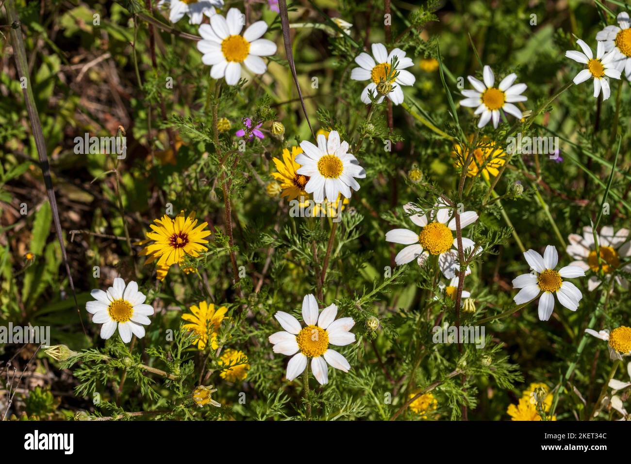 Wild Flowers Growing in the Andalusian Countryside Stock Photo