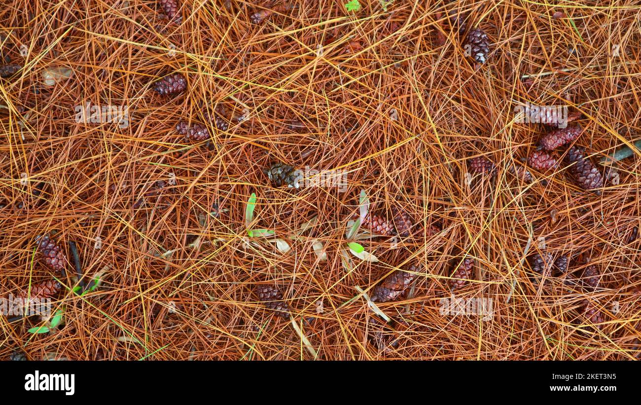 dry pine leaves as background Stock Photo Alamy