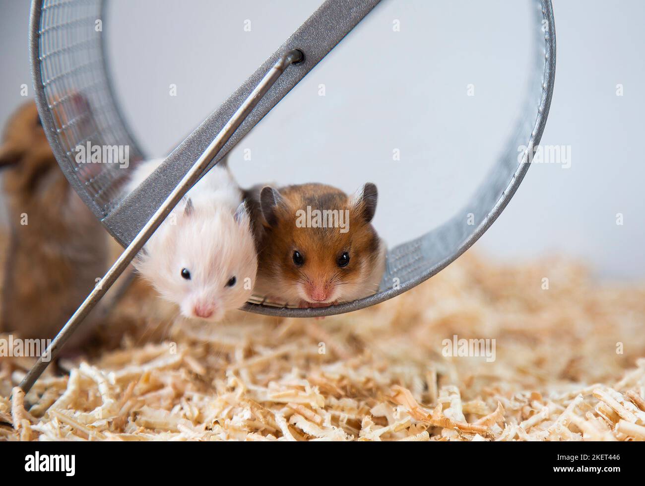 Syrian hamsters are sitting on a wheel. A brood of rodents. Closeup