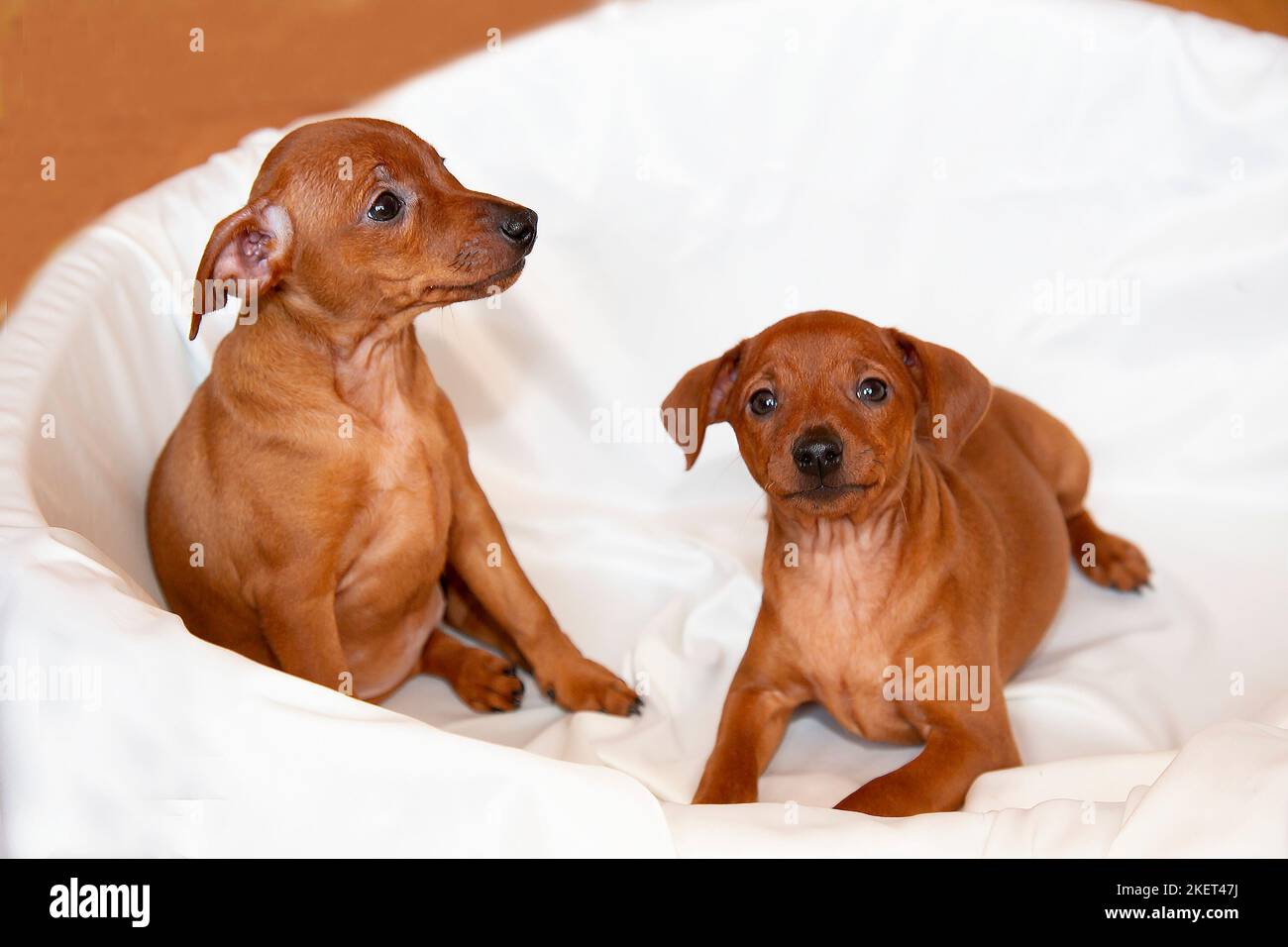 Two playful, cheerful zwergpinscher puppies. Puppies are brown in color