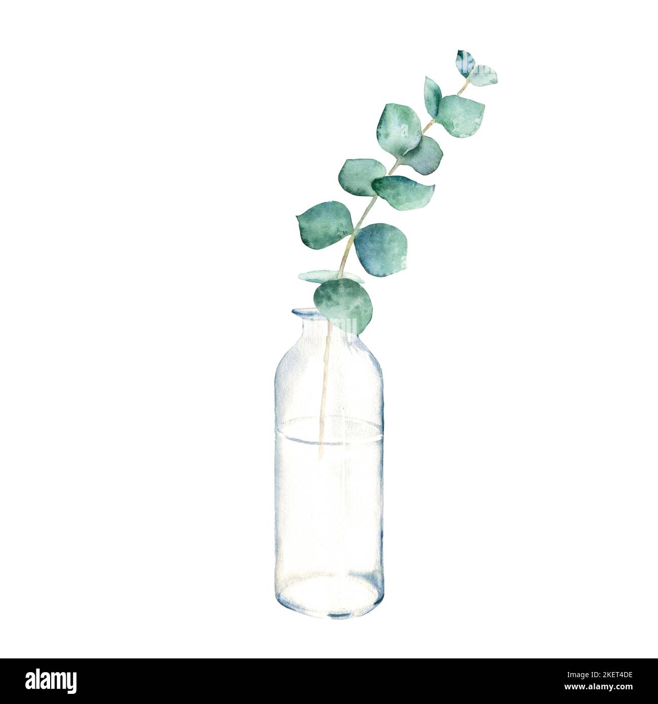 Eucalyptus branch in vase, bottle, jar. True blue. Watercolor hand