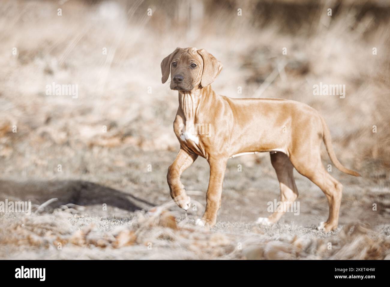 3 months baby african hi-res stock photography and images - Alamy