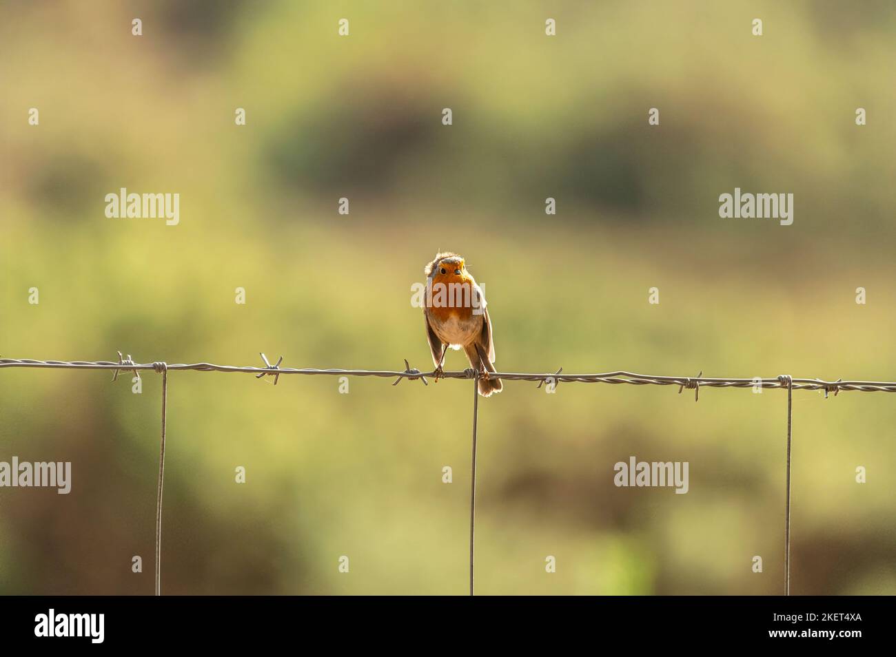 Little robin perched on top of a boundary barbed wire fence with soft background at RSPB Arne Stock Photo