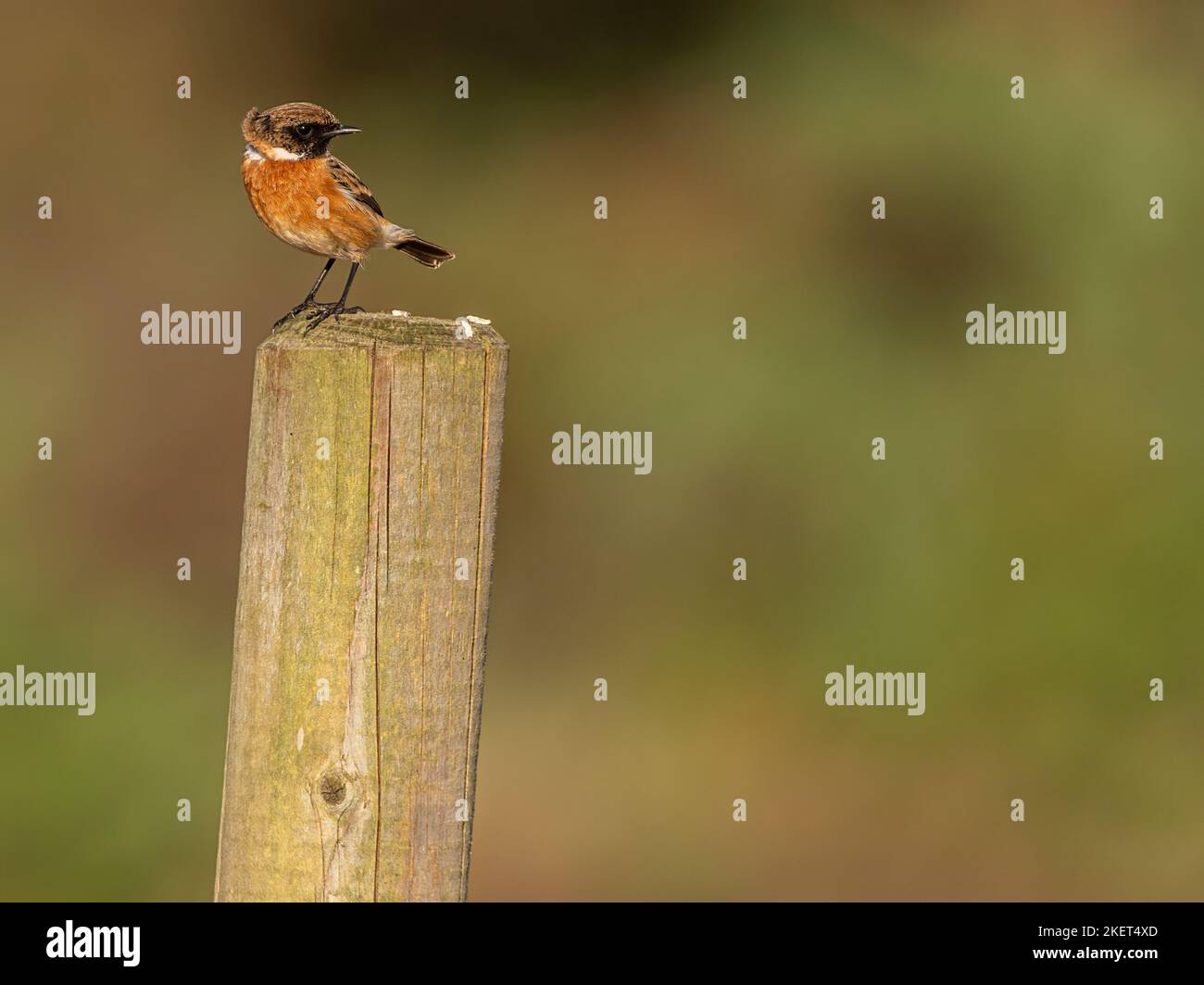 European stonechat perched on top of a wooden post with wind ruffling up its feathers at RSPB Arne nature reserve. Stock Photo
