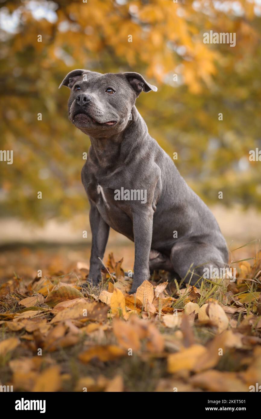 Sitting Blue Staffy in Autumn Park. Cute English Staffordshire Bull Terrier in Autumnal Nature. Stock Photo