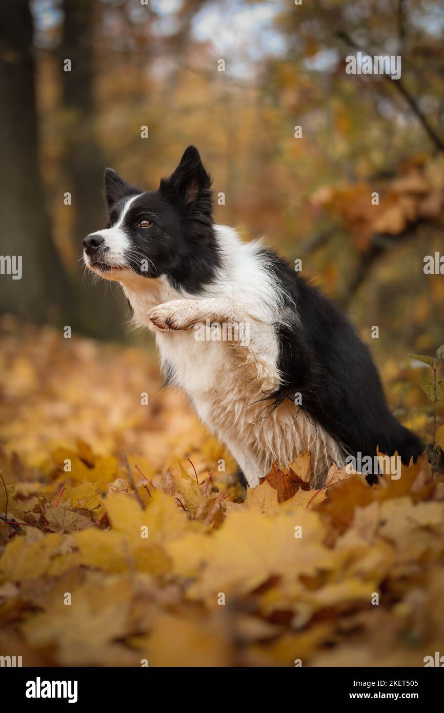 Intelligent Border Collie with Paw Up in Autumn Forest. Cute Black and White Dog does Trick in October Nature. Stock Photo