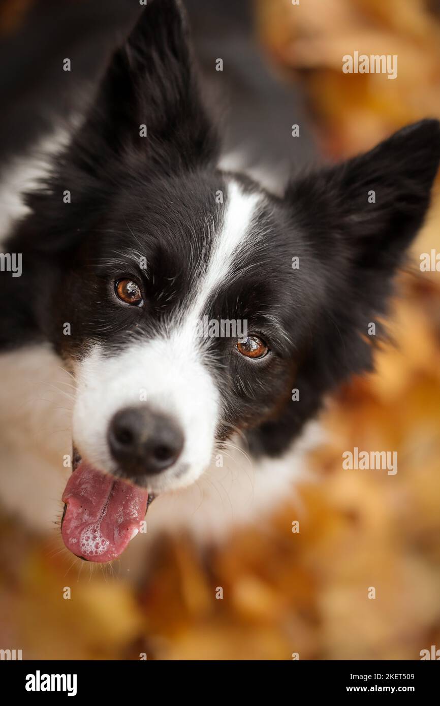 Top View Closeup of Happy Border Collie with Tongue Out during Autumn. Cute Vertical Portrait of Black and White Dog in Fall Season. Stock Photo