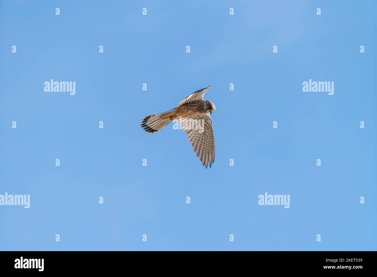 Male kestrel hovering in the clear blue sky looking down at the ground at RSPB Arne Stock Photo