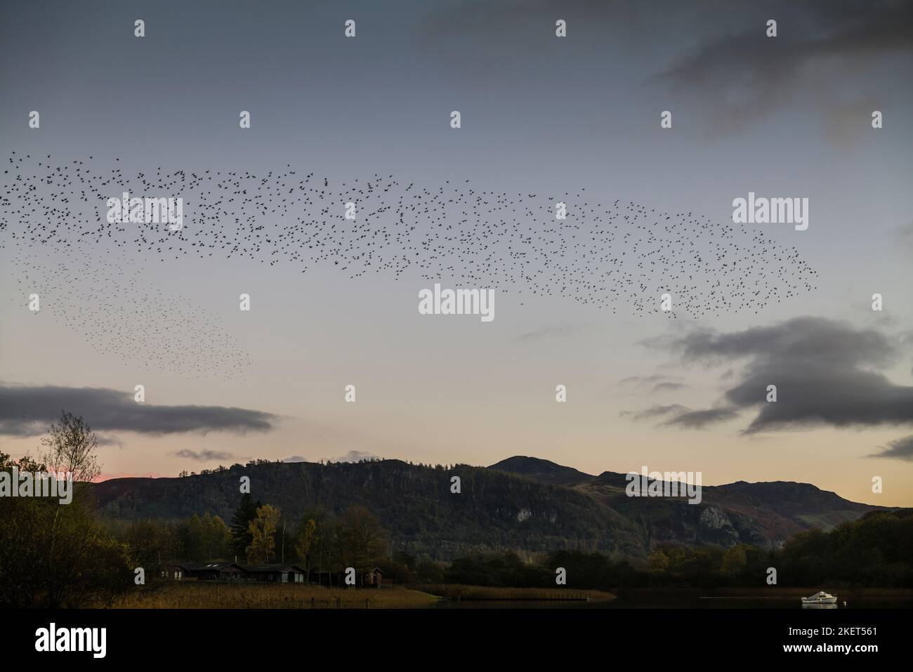 Murmuration of Starlings over Derwentwater, Keswick, English Lake District. Stock Photo