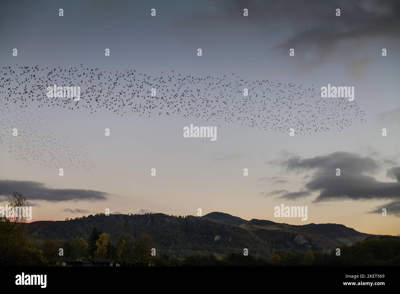 Murmuration of Starlings over Derwentwater, Keswick, English Lake District. Stock Photo