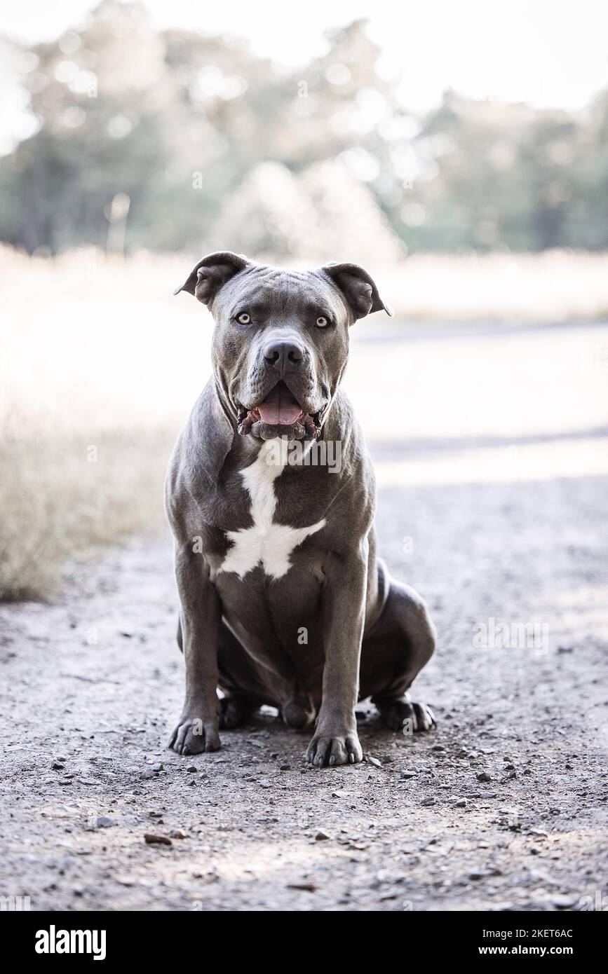 American bully XL dogs should be banned