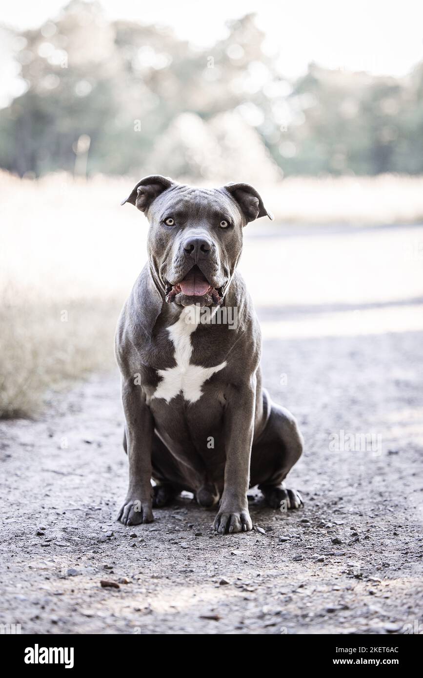 What are American bully XL dogs – and why could the government