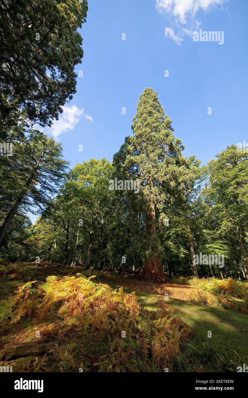 Tall conifers and a woodland walk in the New Forest England UK Stock