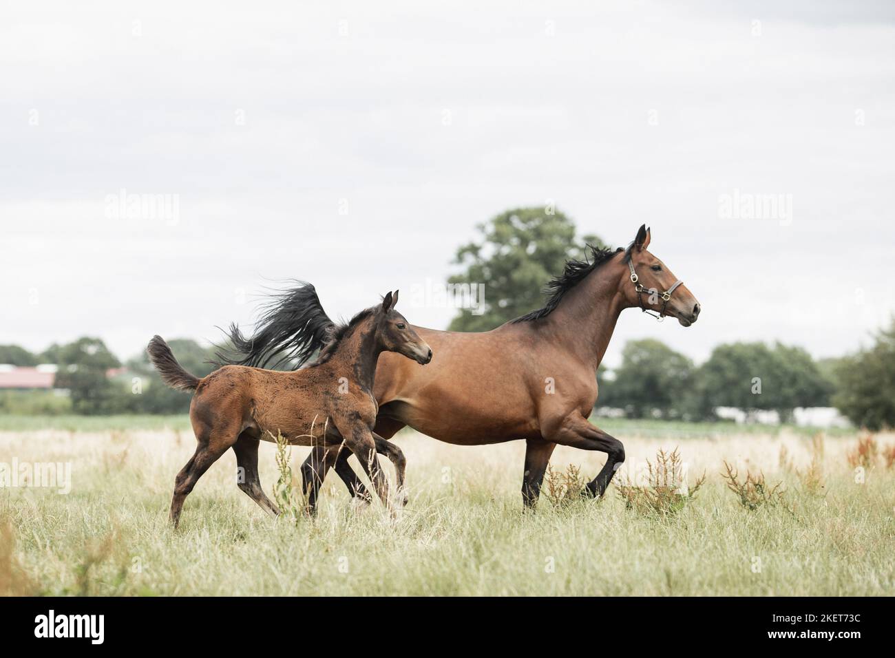 Oldenburg baby hi-res stock photography and images - Alamy