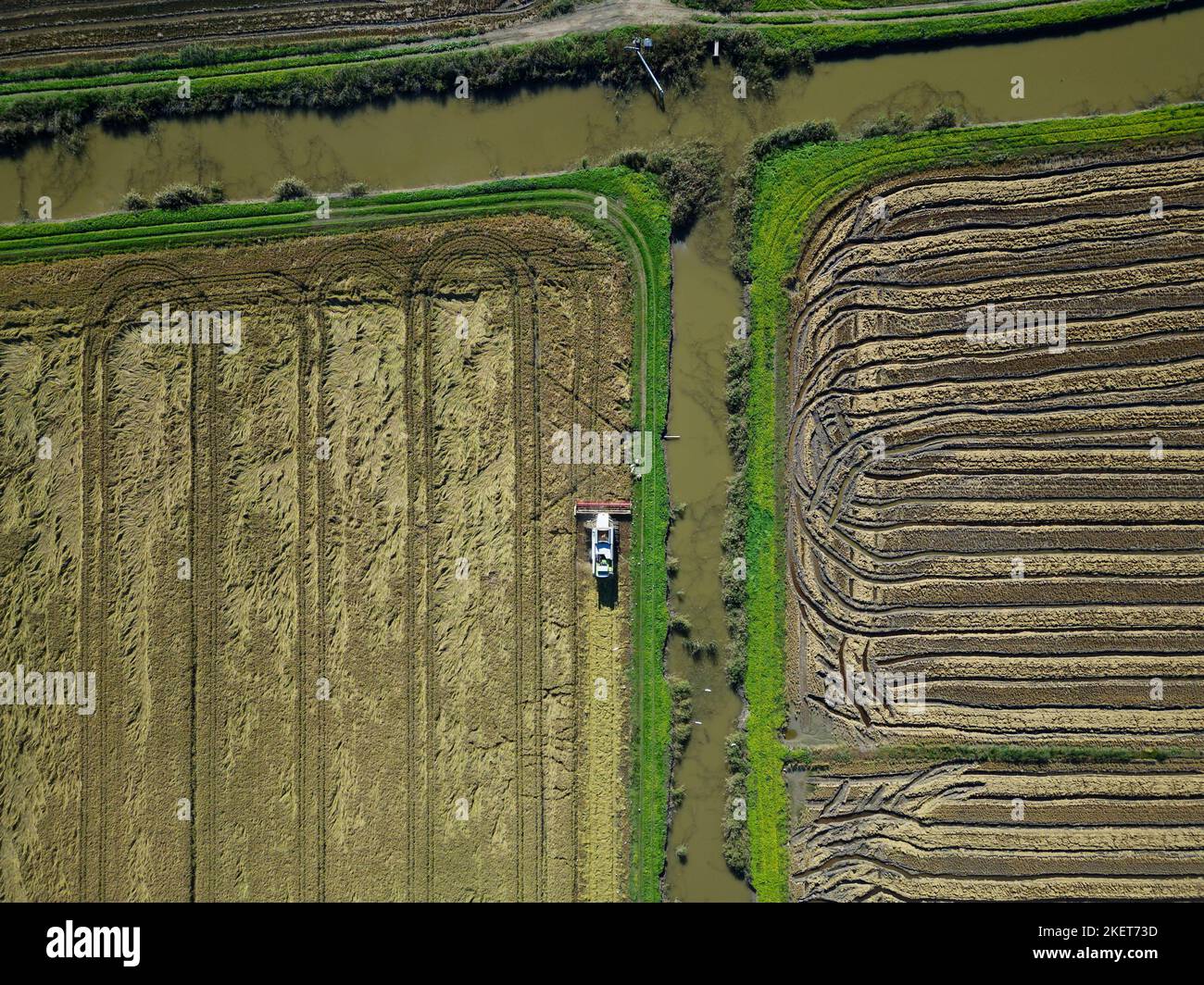 Aerial drone view of harvesting of the rice by machine tractor on a vast field. Industrial agriculture and farming. Paddy harvesting activities Stock Photo