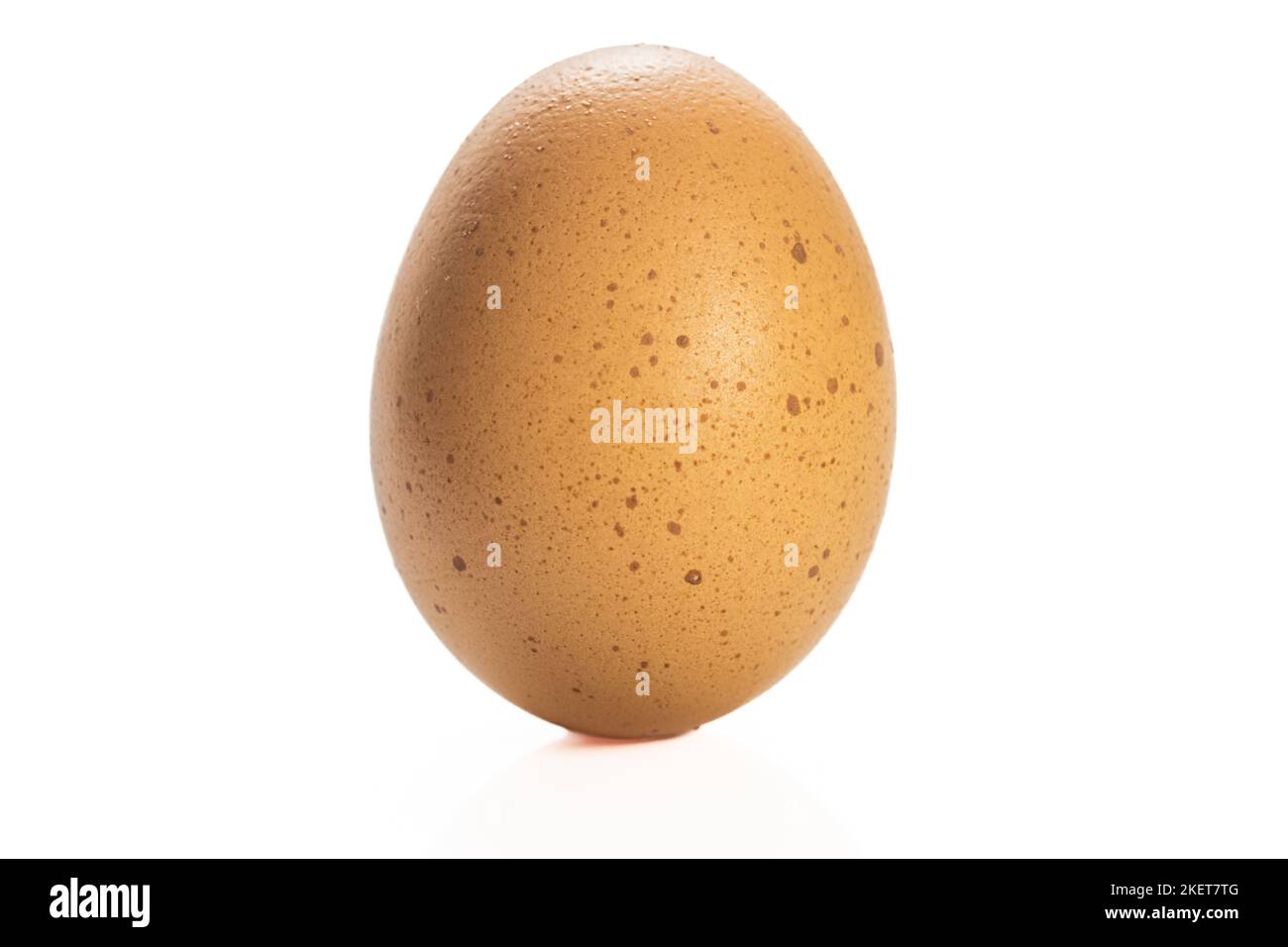 A single brown speckled egg on a white background Stock Photo