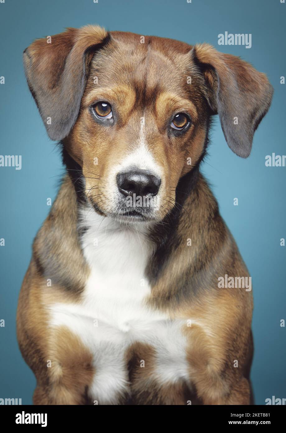Austrian shorthaired pinscher hi res stock photography and images