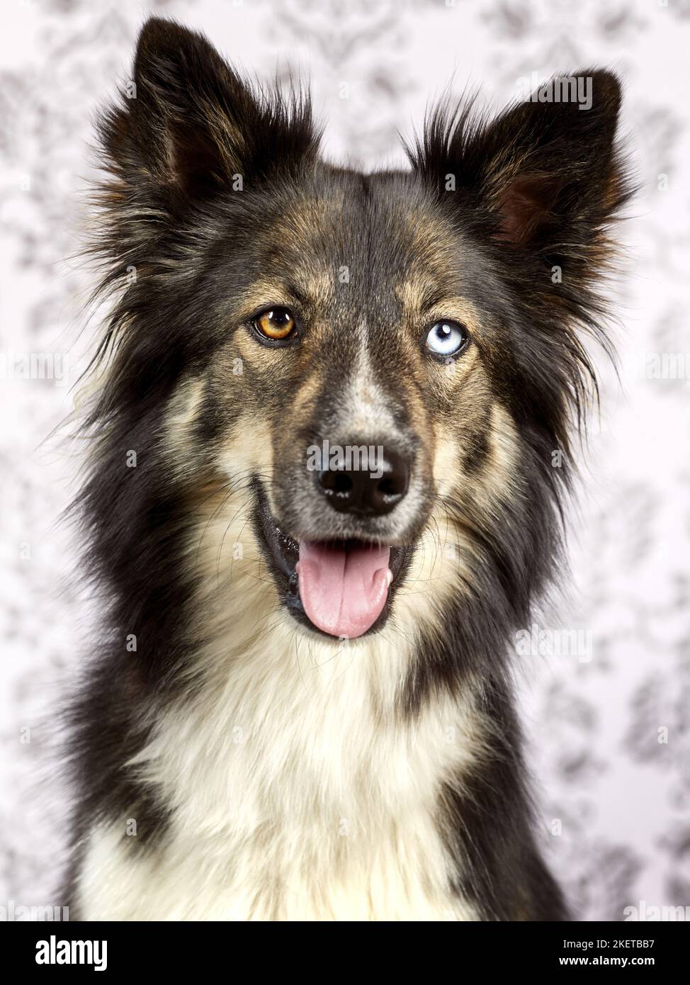 Collie husky hi res stock photography and images Alamy