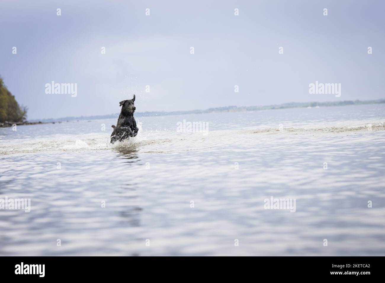 Labradane Running running Labrador Retriever Stock Photo - Alamy