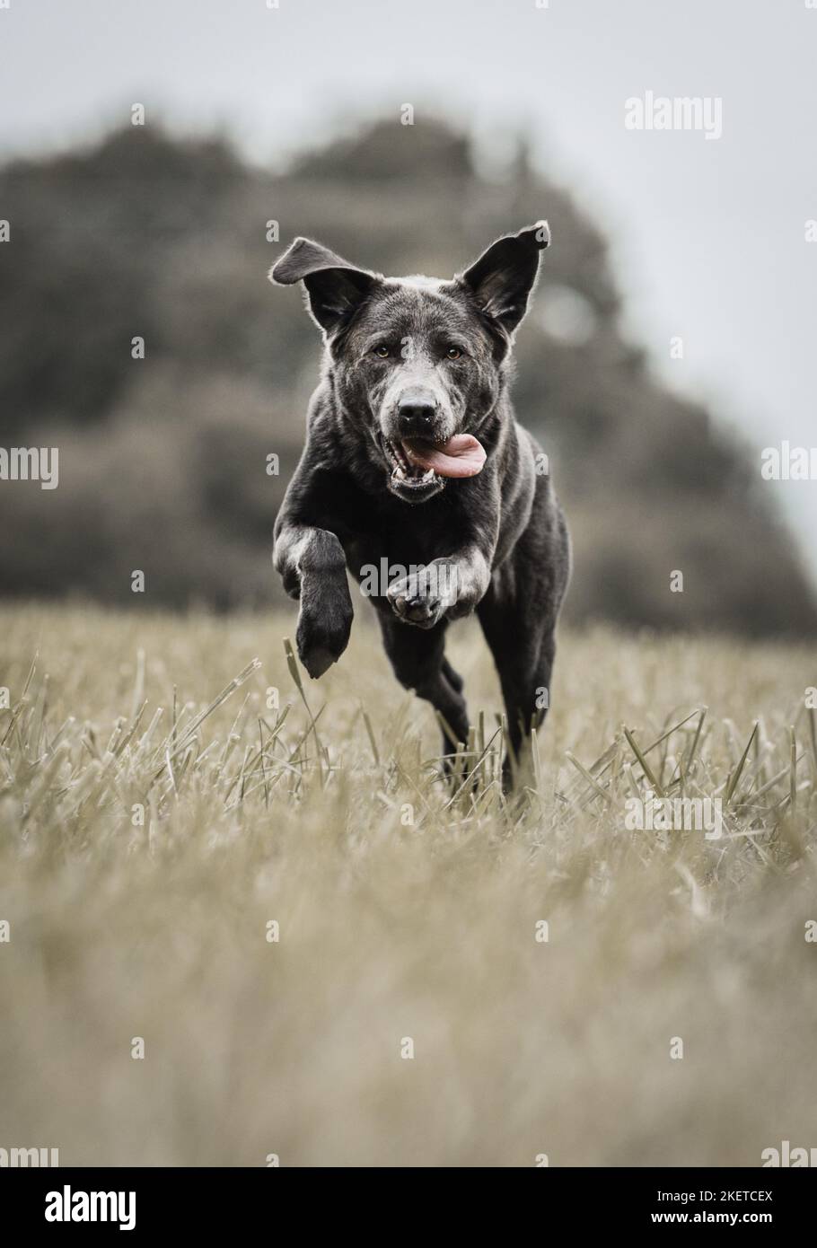 Labradane Running running Labrador Retriever Stock Photo - Alamy