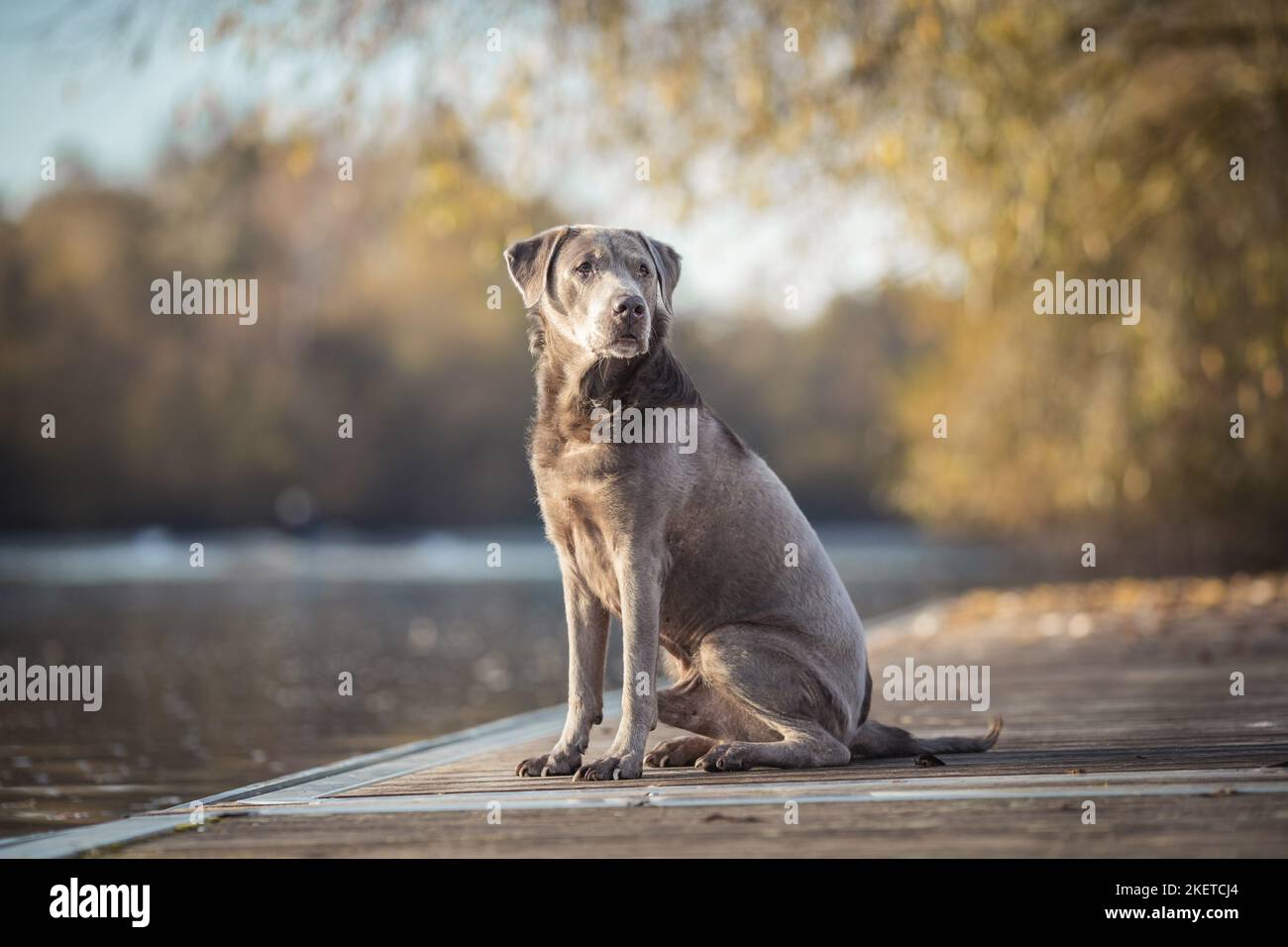 sitting Labrador Retriever Stock Photo - Alamy