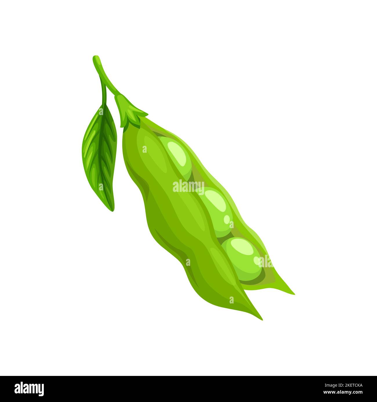 Raw soy, isolated soybean green pod. Natural nutrition ingredient or