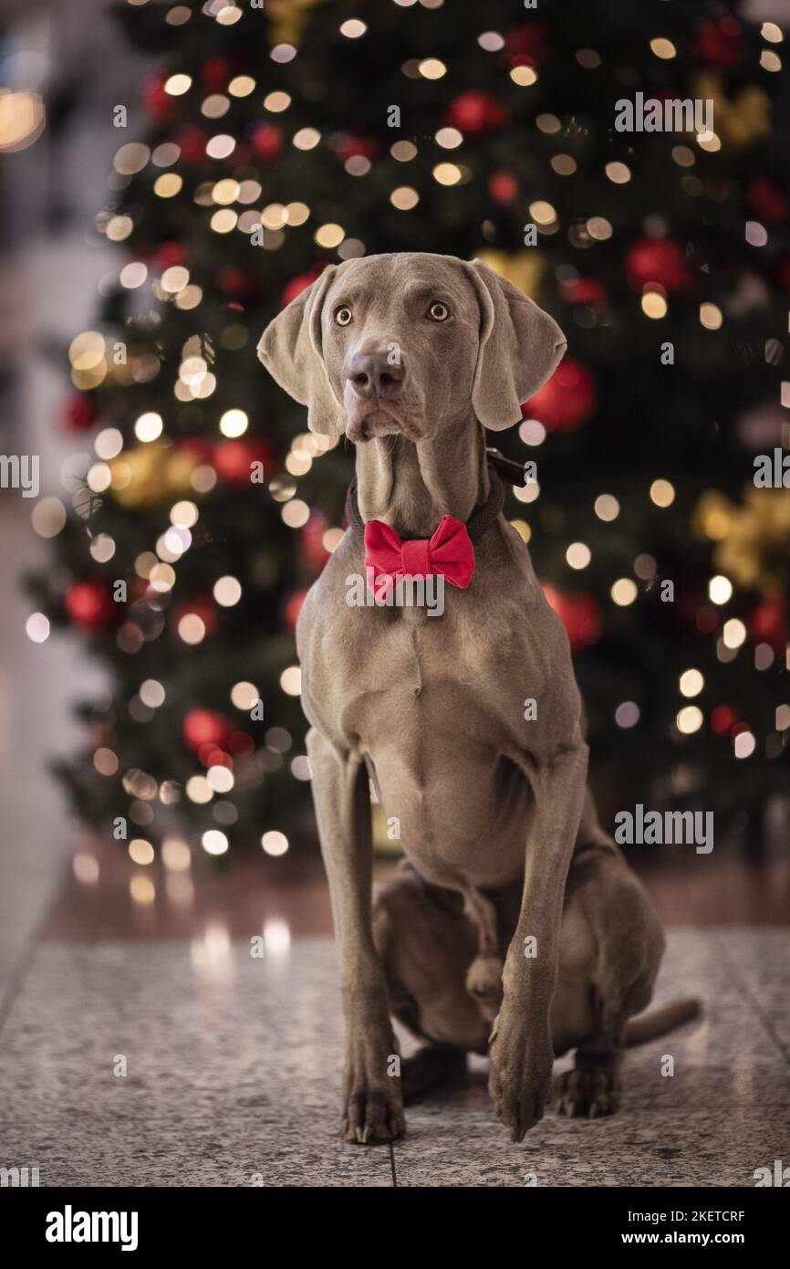 Weimaraner christmas sale