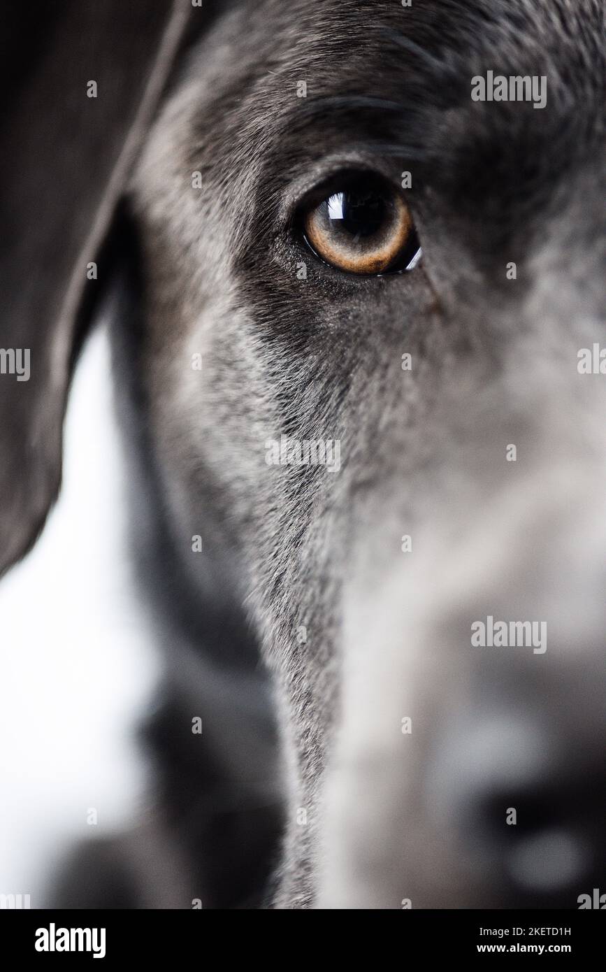 Labrador Retriever eye Stock Photo - Alamy