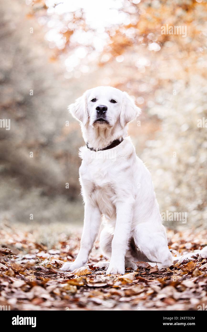 Golden Retriever in autumn Stock Photo - Alamy
