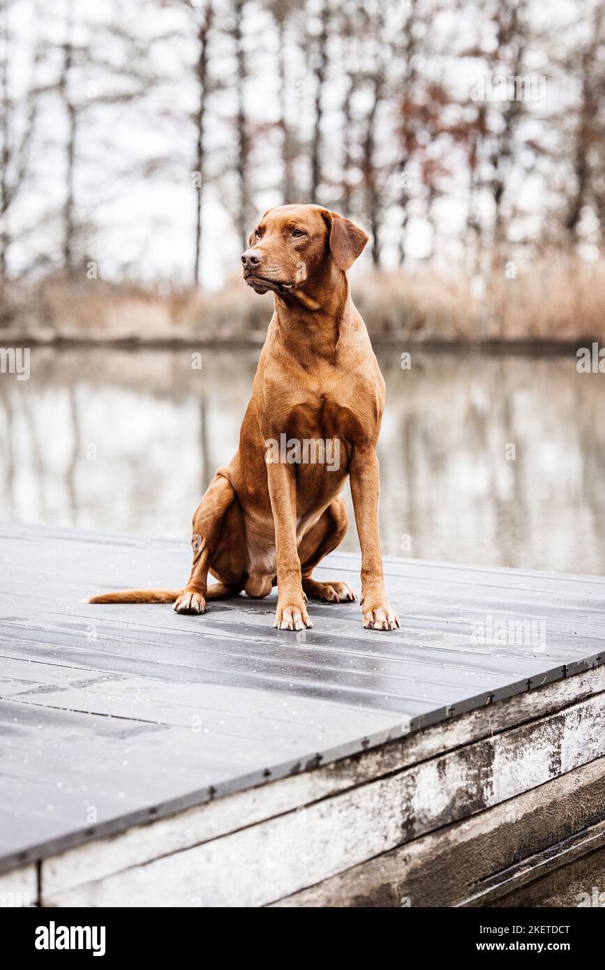 Fall Ridgeback Rhodesian Ridgeback in autumn Stock Photo - Alamy