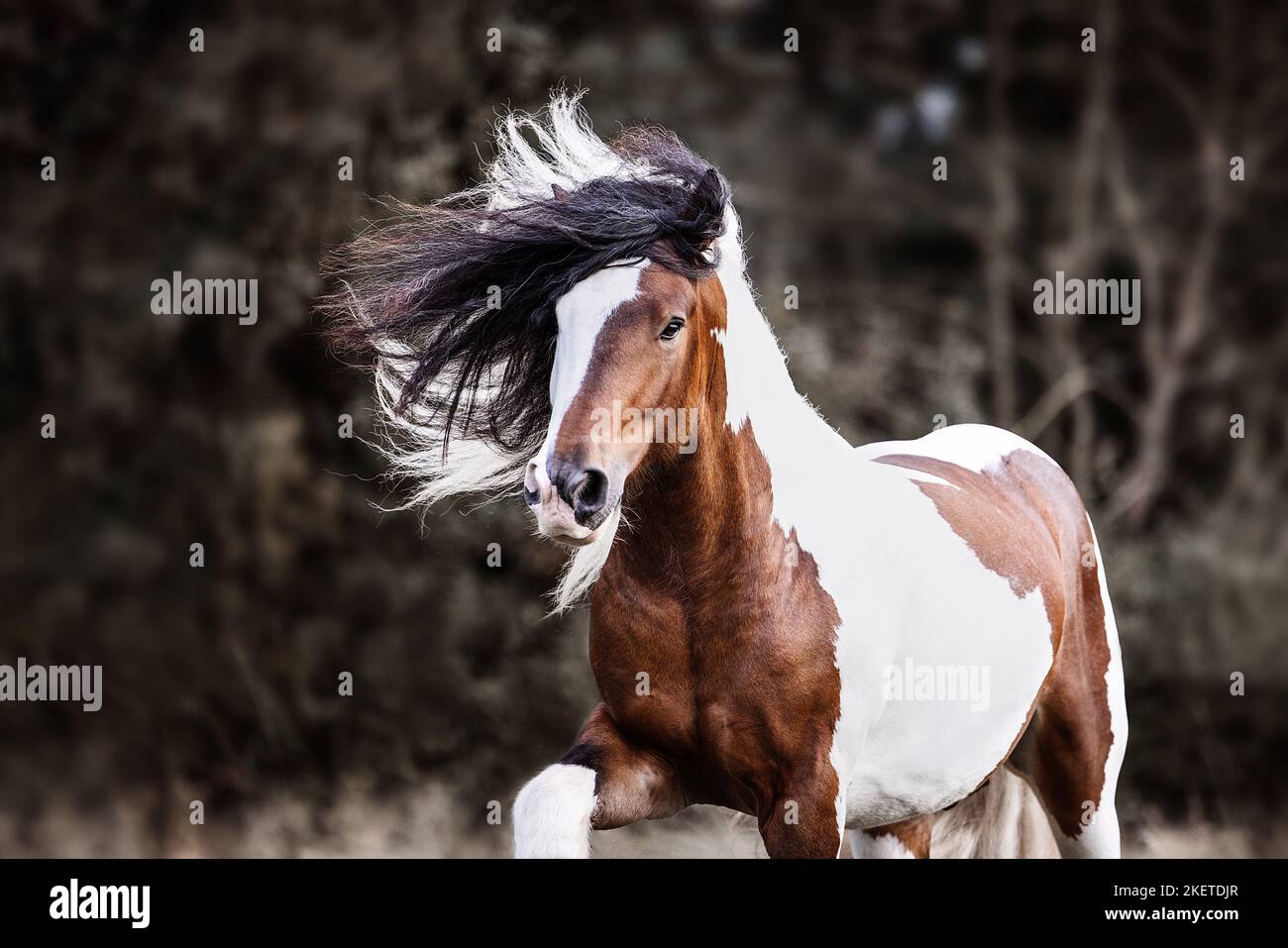 American Drum Horse stallion Stock Photo Alamy