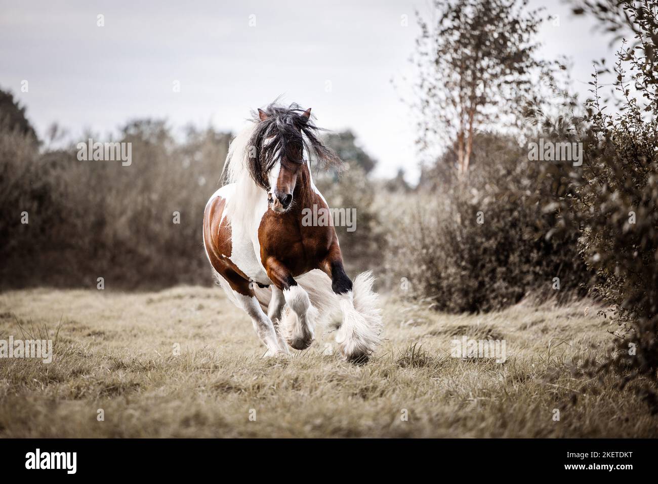 American Drum Horse stallion Stock Photo Alamy