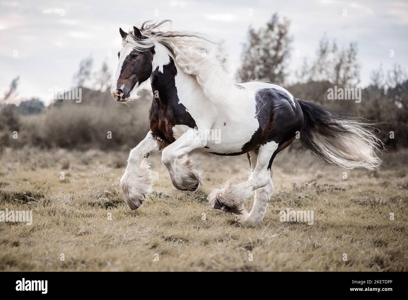 American Drum Horse stallion Stock Photo Alamy