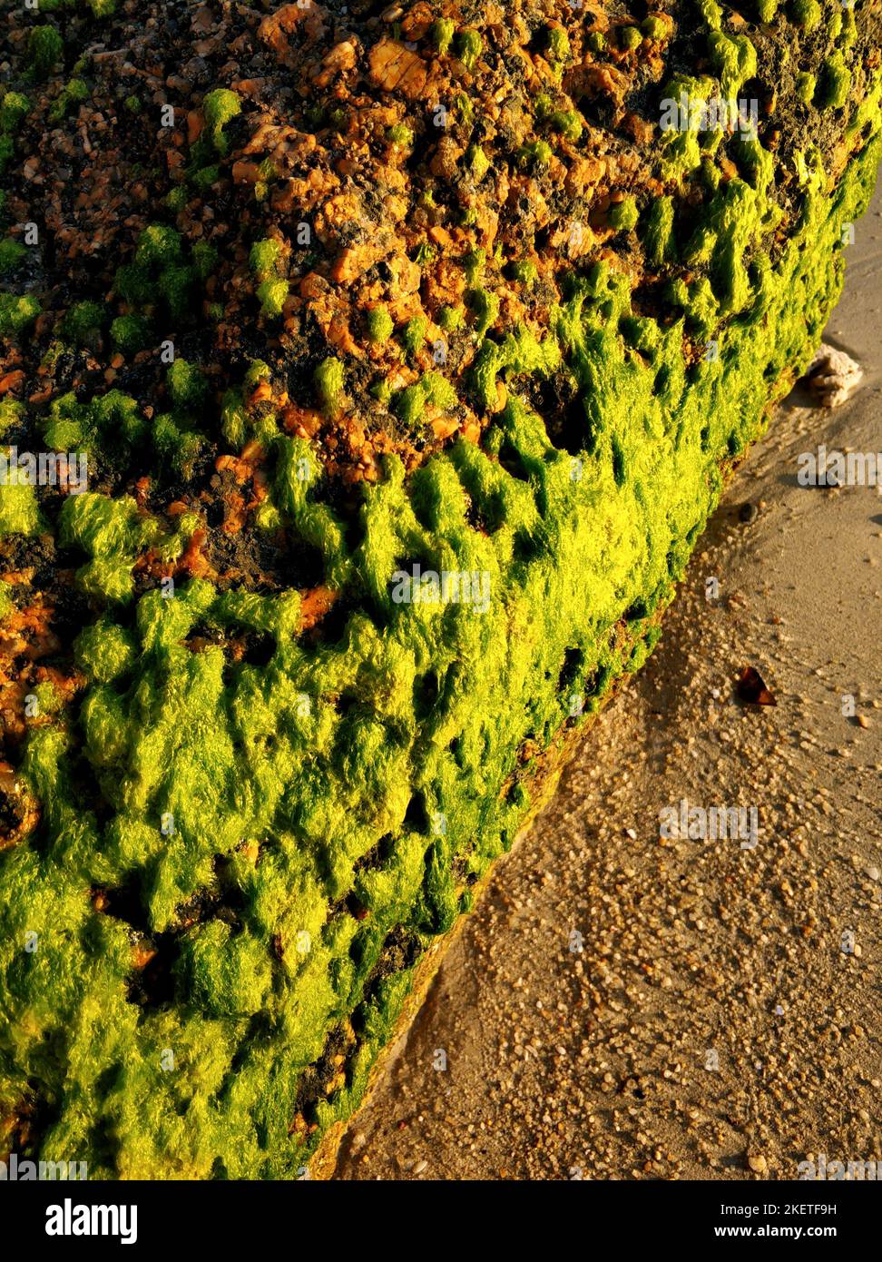 Large stones overgrown with green algae on a sandy beach near the ocean