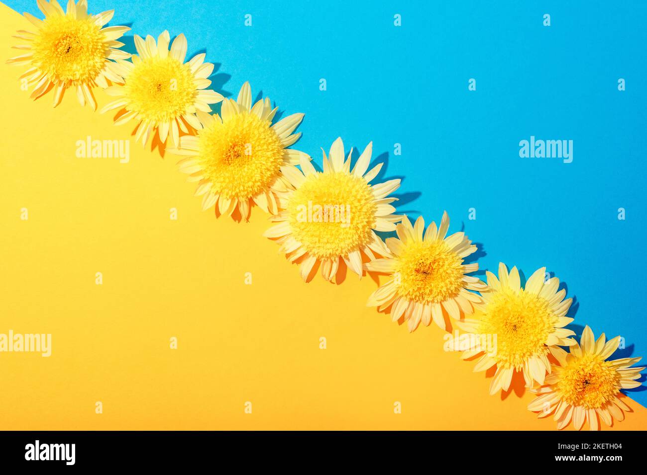 Blue and yellow background with chrysanthemum flowers. Top view, flat lay, copy space. Stock Photo