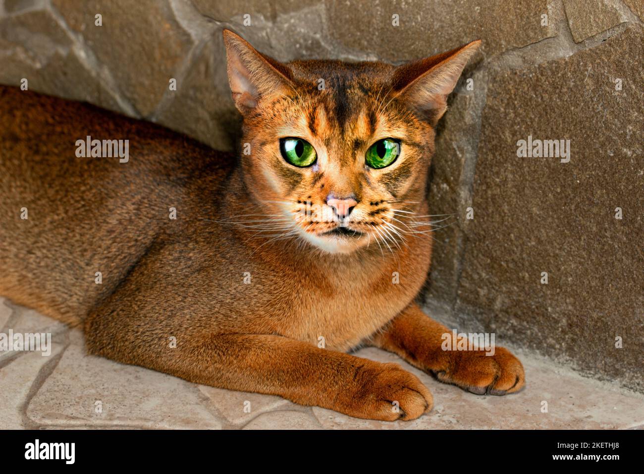 Abyssinian cat outdoors . Landscape,pets, beautiful cat. Stock Photo