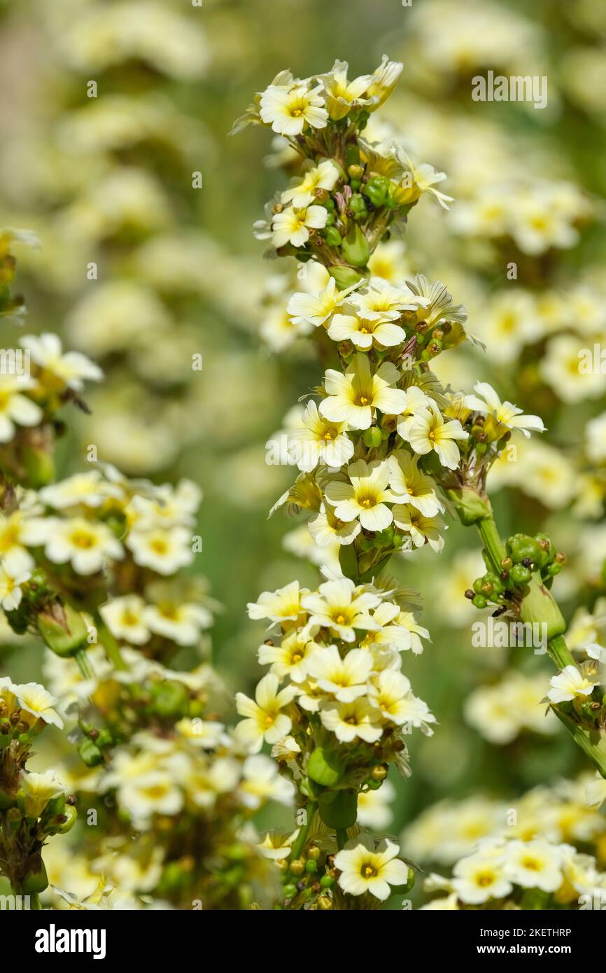 Sisyrinchium striatum, pale yellow-eyed-grass or satin flower, Pale yellow flowers Stock Photo
