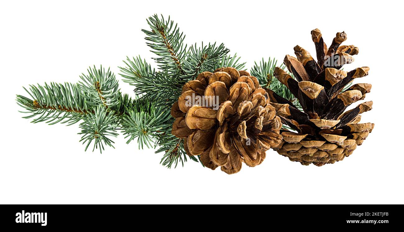 Cone and branch of fir-tree on a white background Stock Photo - Alamy