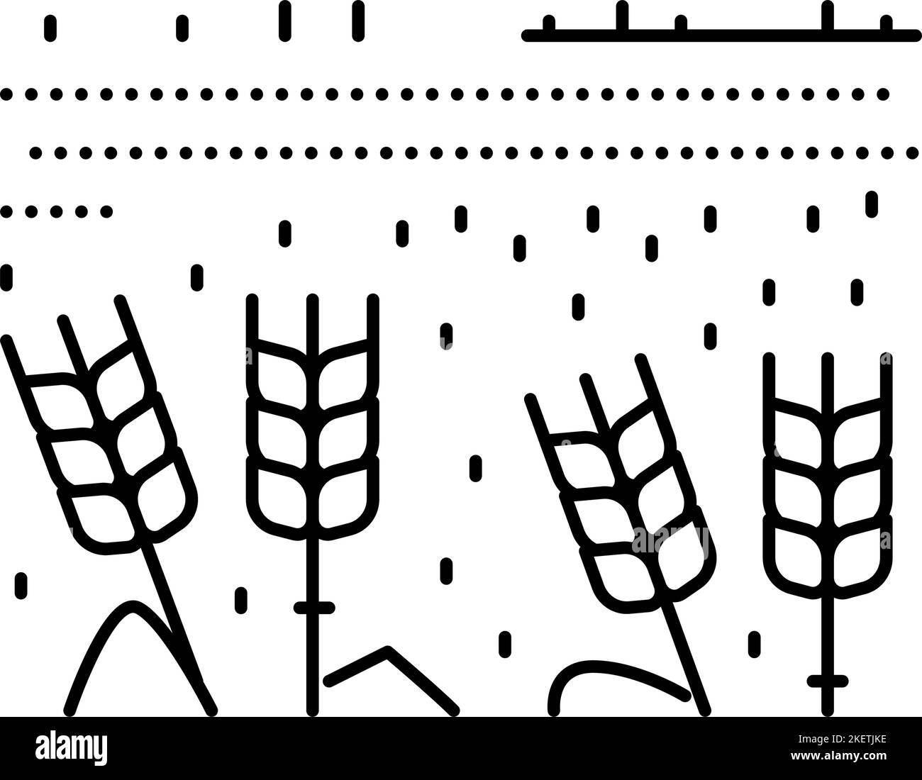 field barley yellow line icon vector illustration Stock Vector Image