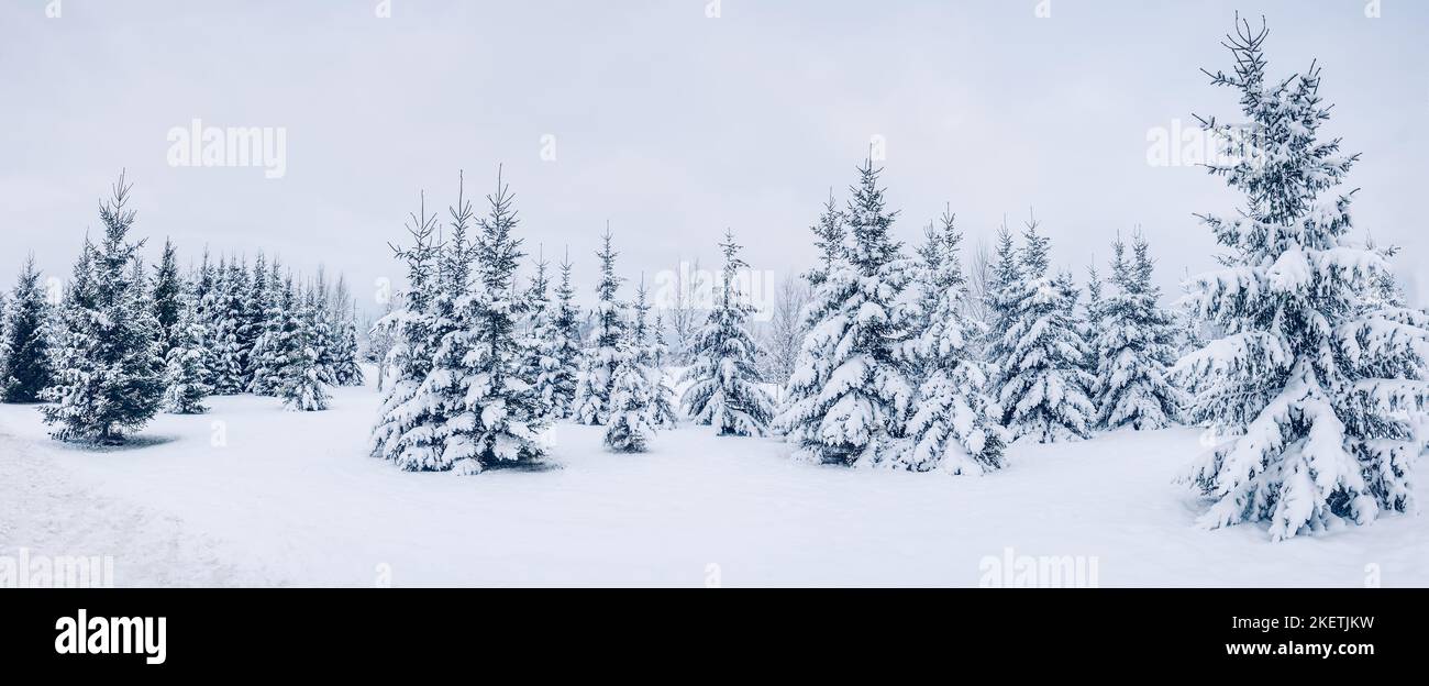 Beautiful background of the winter spruce forest Stock Photo - Alamy
