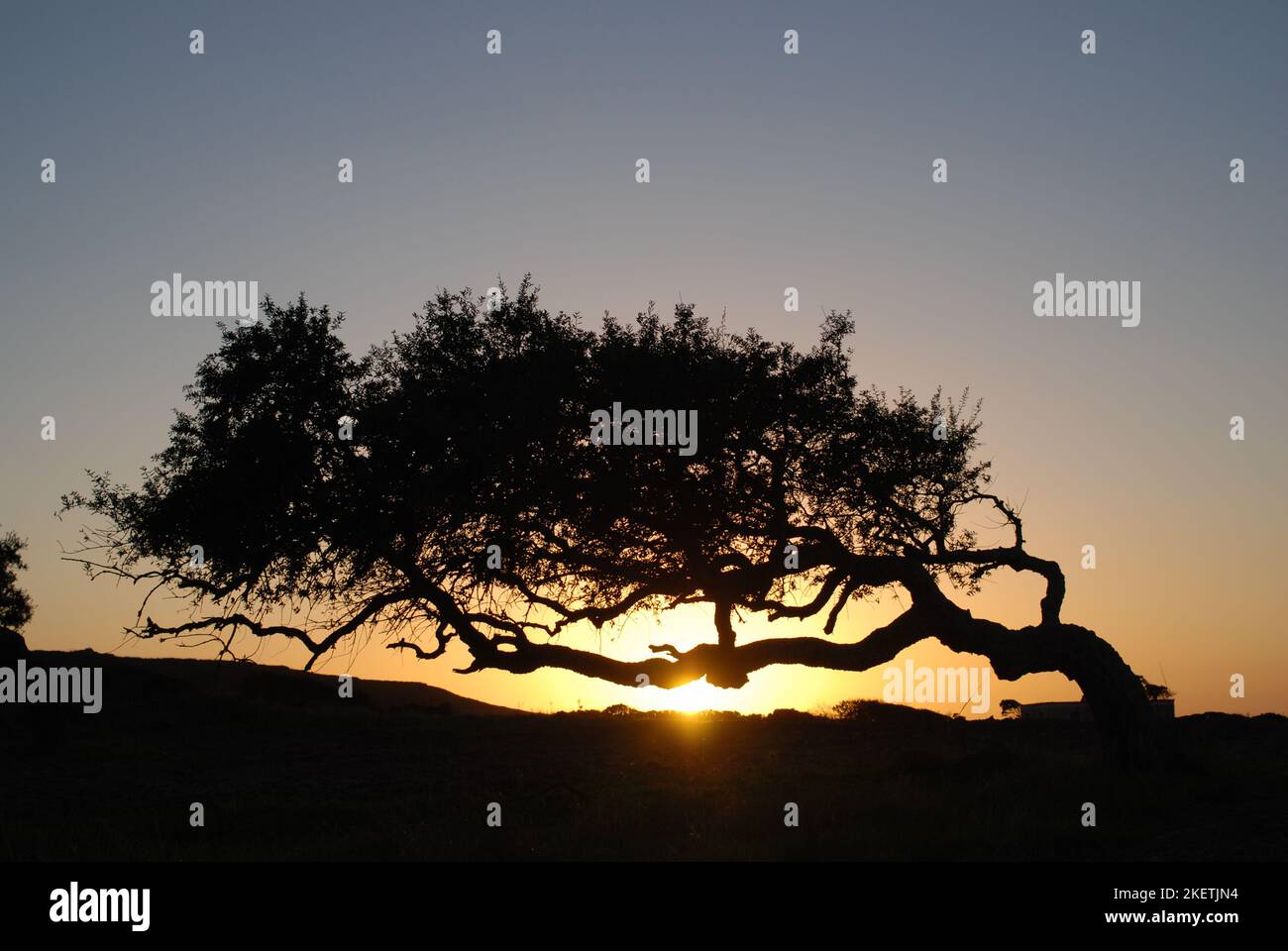 An oak tree shaped by Sardinia's stron wind. Stock Photo